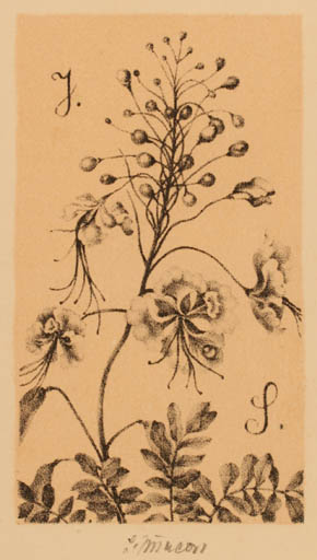 Exlibris by Ludmilla Jirincova from Czechoslovakia for ? J. S. - Flower Flora 