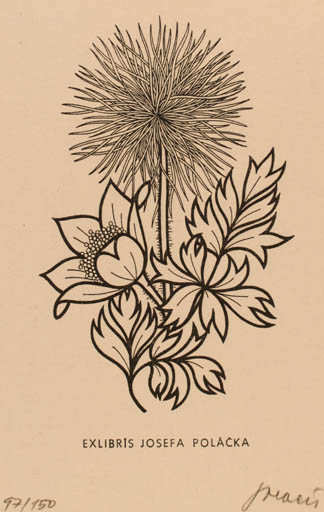 Exlibris by Josef Polacek from Czechoslovakia for Josefa Polácka - Flower Flora 