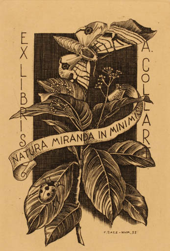 Exlibris by Julio Fernandez Saez from Spain for Albert Collart - Flora Insect Butterfly 